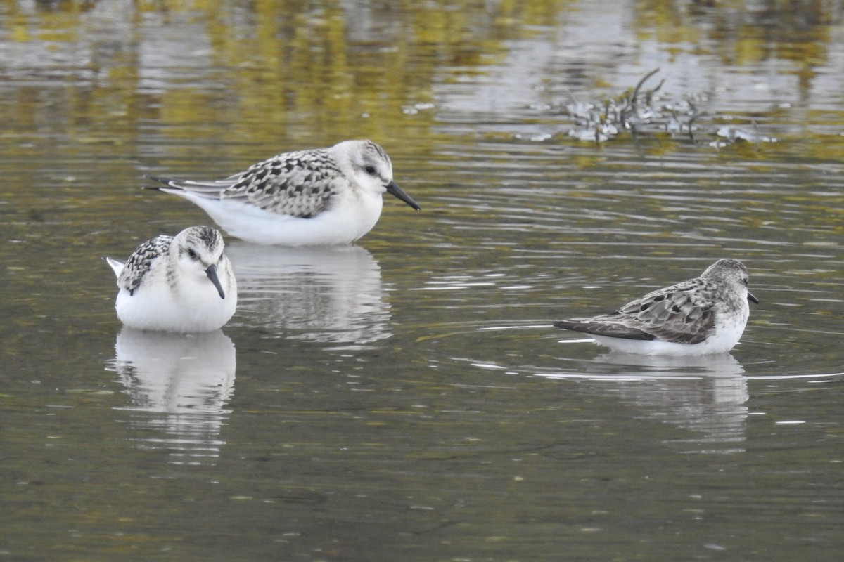 חופית לבנה - ML644854348