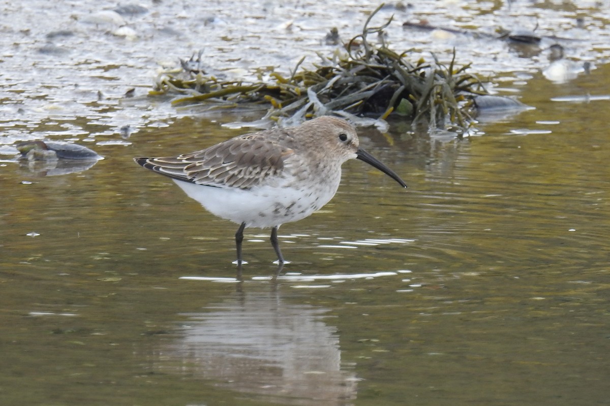 חופית אלפינית - ML644854353