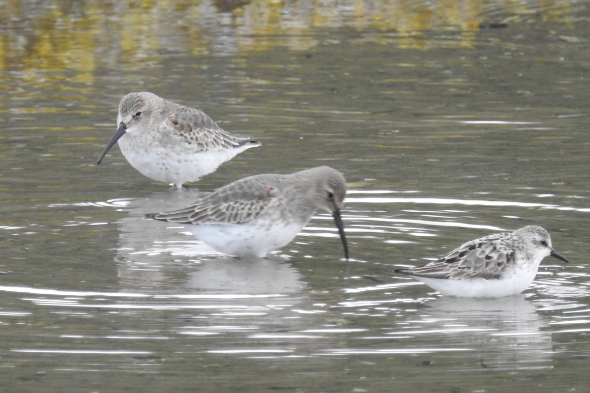 חופית אלפינית - ML644854354