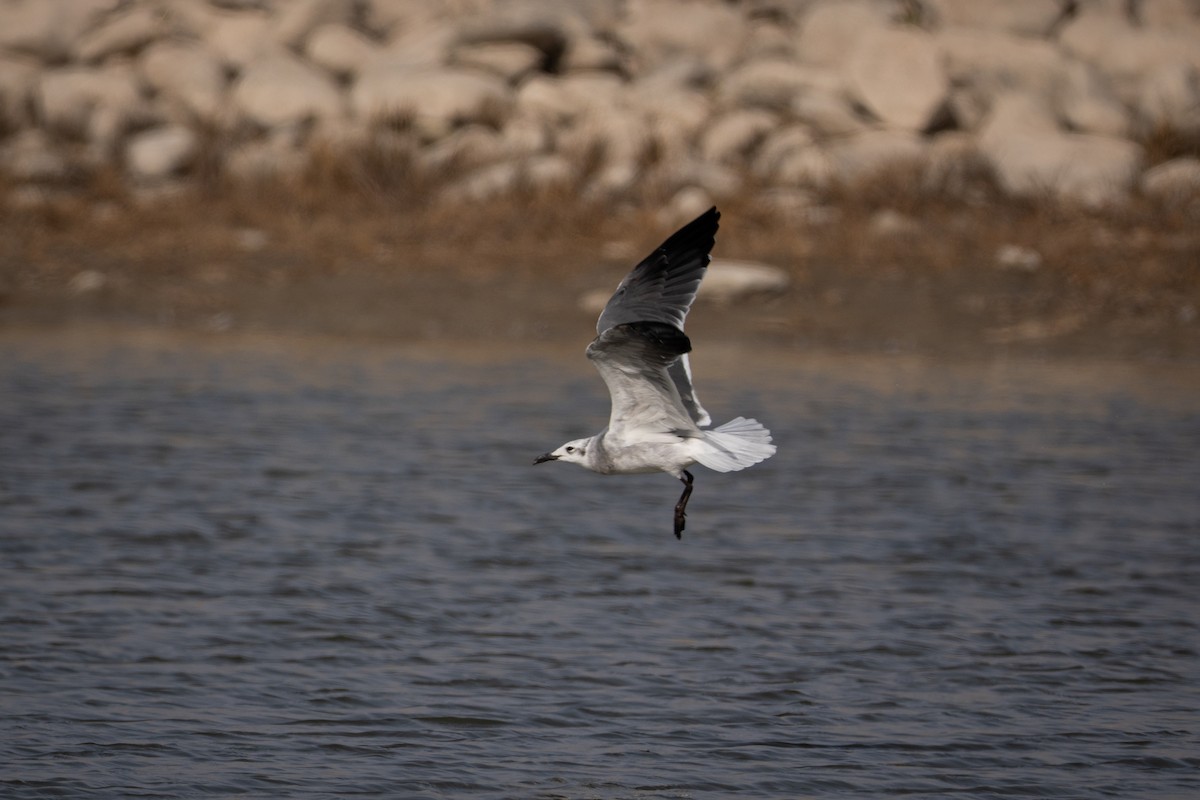 racek karibský - ML644854356