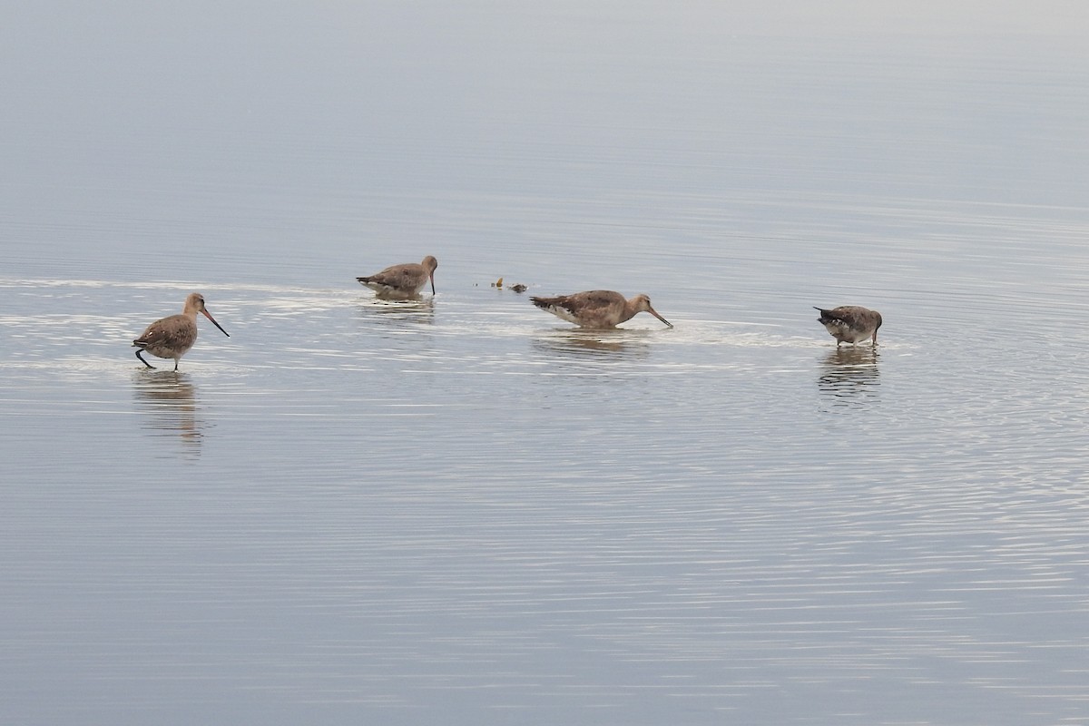 לימוזה אמריקנית - ML644854363
