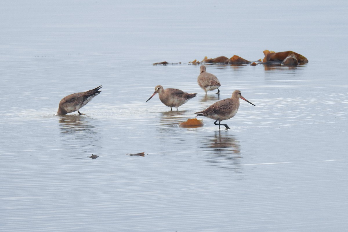 לימוזה אמריקנית - ML644854364