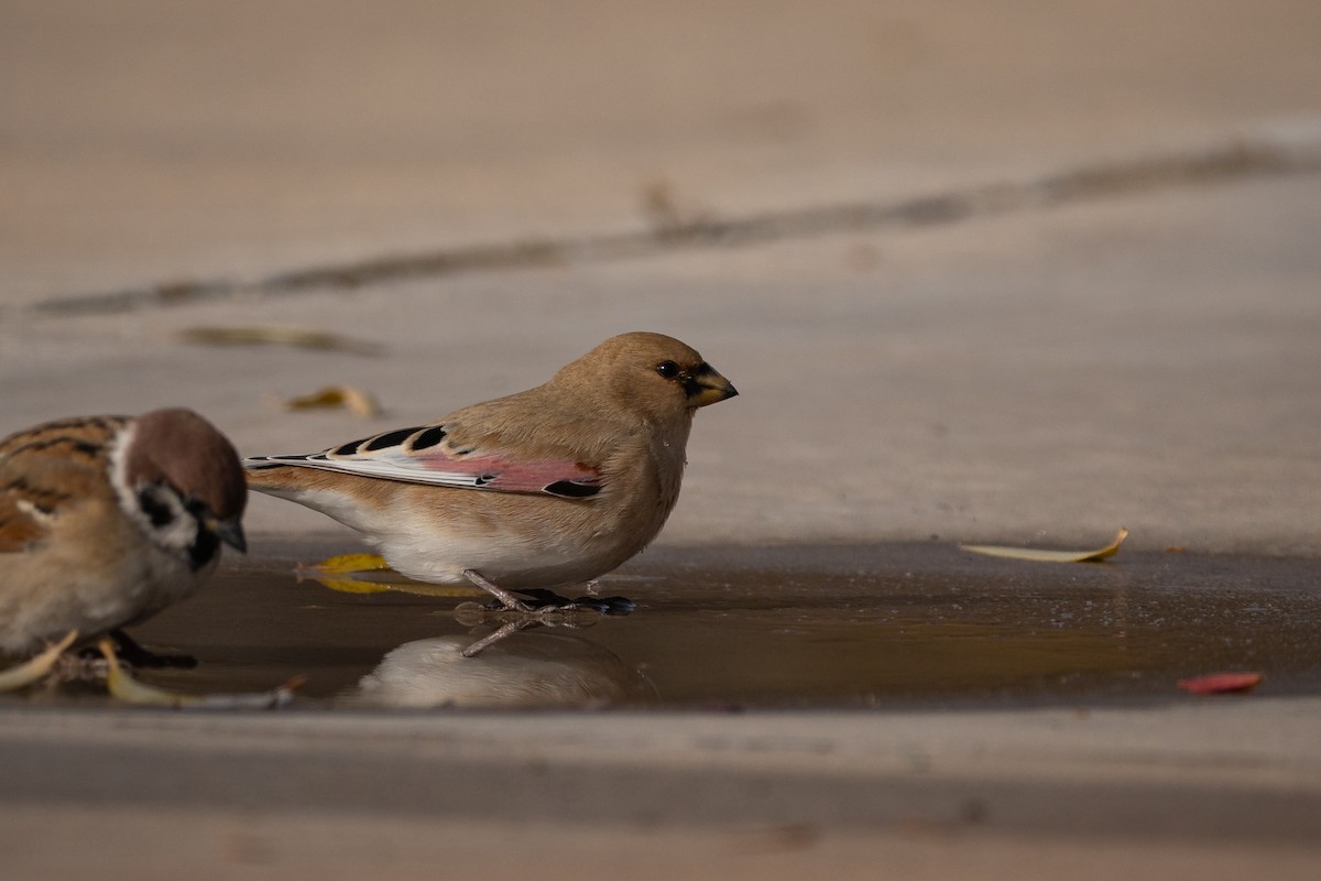 Буланый вьюрок - ML644854365