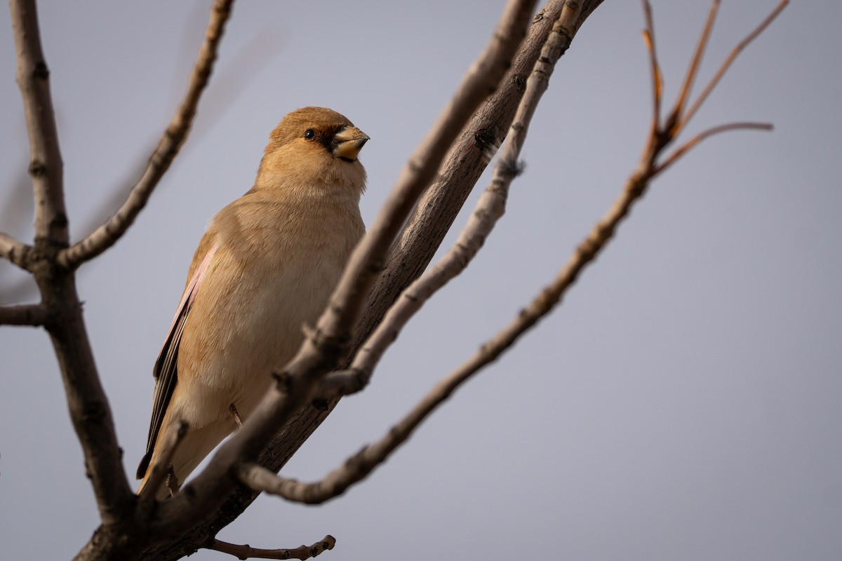 Буланый вьюрок - ML644854366