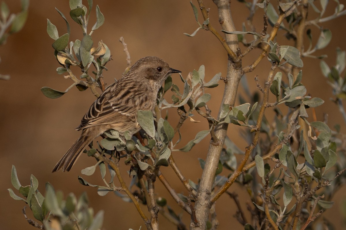 pěvuška mongolská - ML644854370