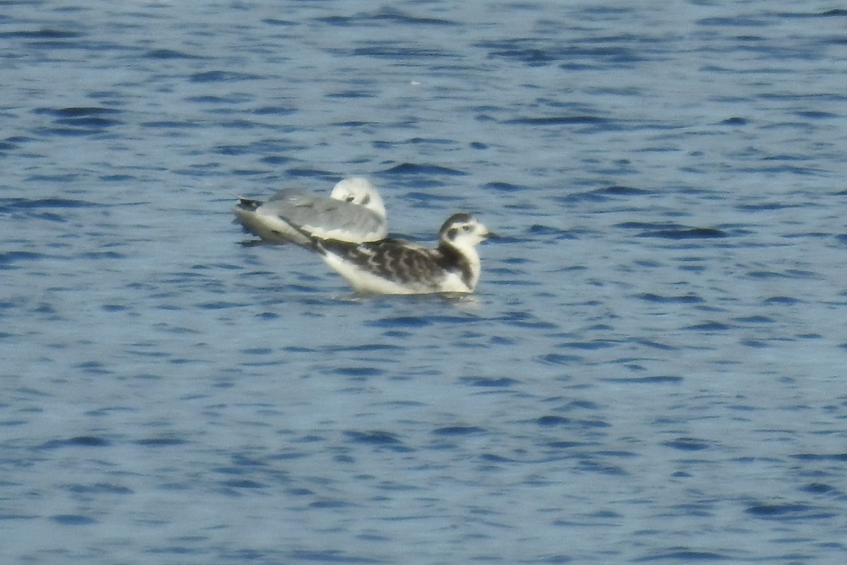 שחף גמדי - ML644854389
