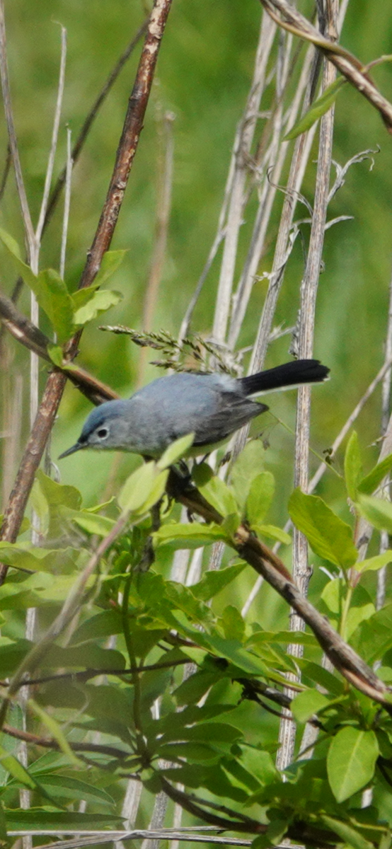 Blue-gray Gnatcatcher - ML644854398