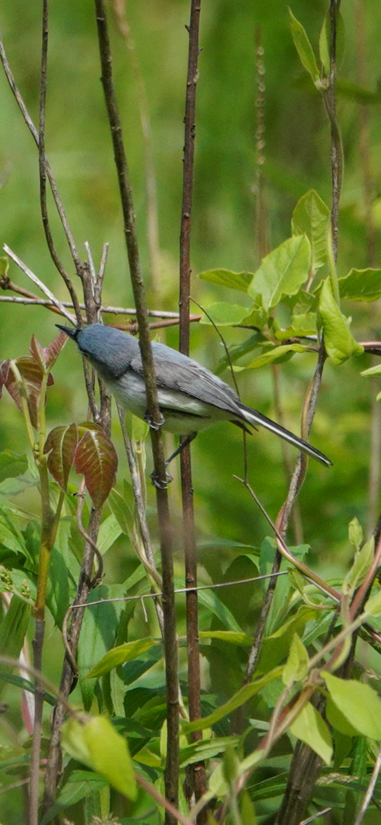 Blue-gray Gnatcatcher - ML644854399