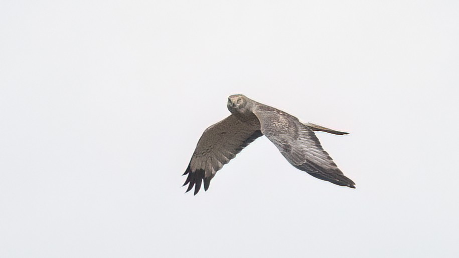 Northern Harrier - ML644854401