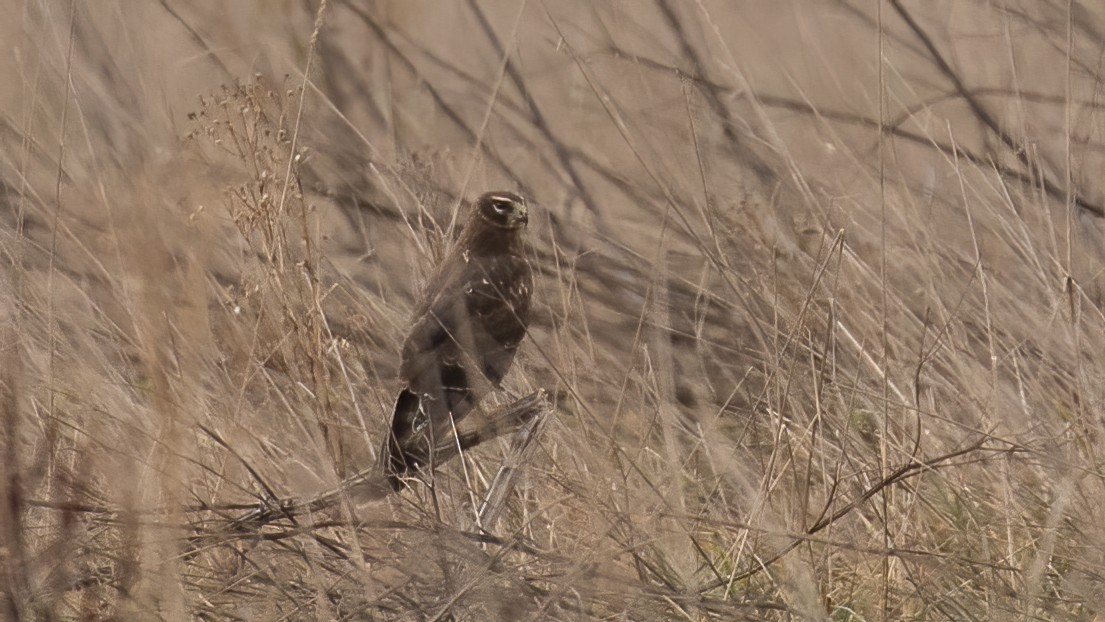 Northern Harrier - ML644854403