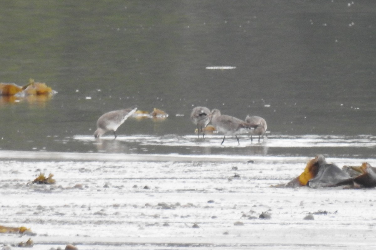 לימוזה אמריקנית - ML644854408