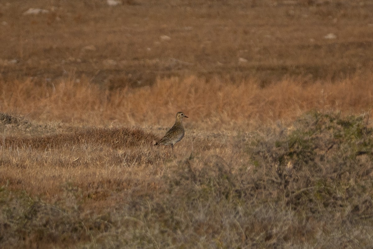 Сивка звичайна - ML644854418