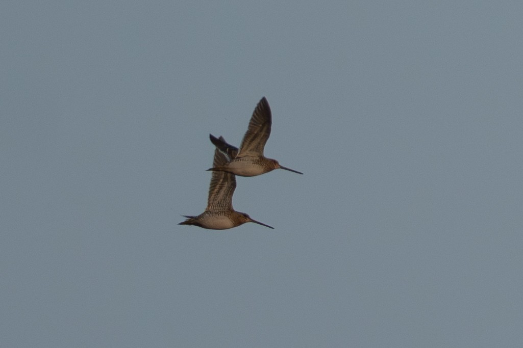 bekasina otavní - ML644854428