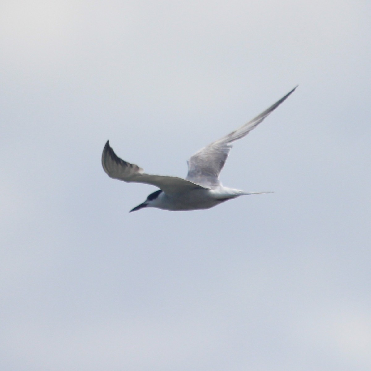 rybák obecný - ML644854462