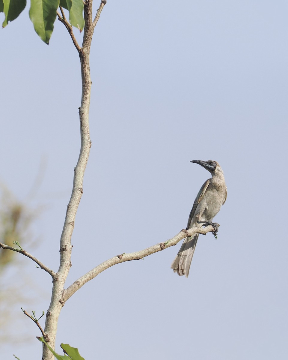 Gray Friarbird - ML644854466