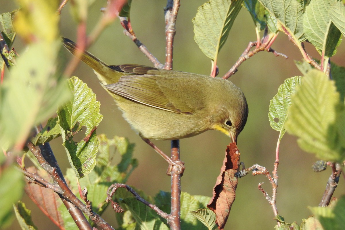 צהוב-גרון - ML644854478