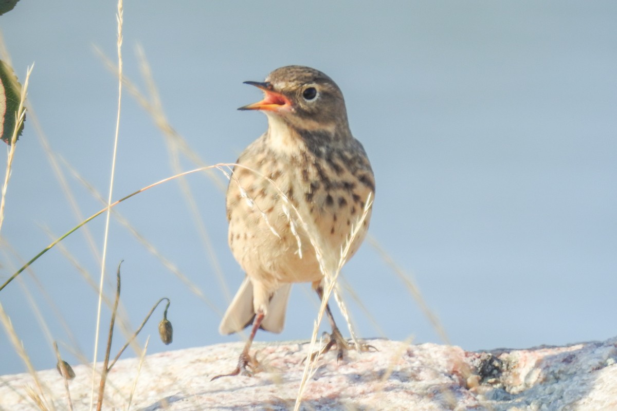 פפיון אמריקני - ML644854479