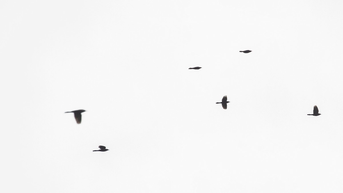 Purpurgrackel - ML644854493