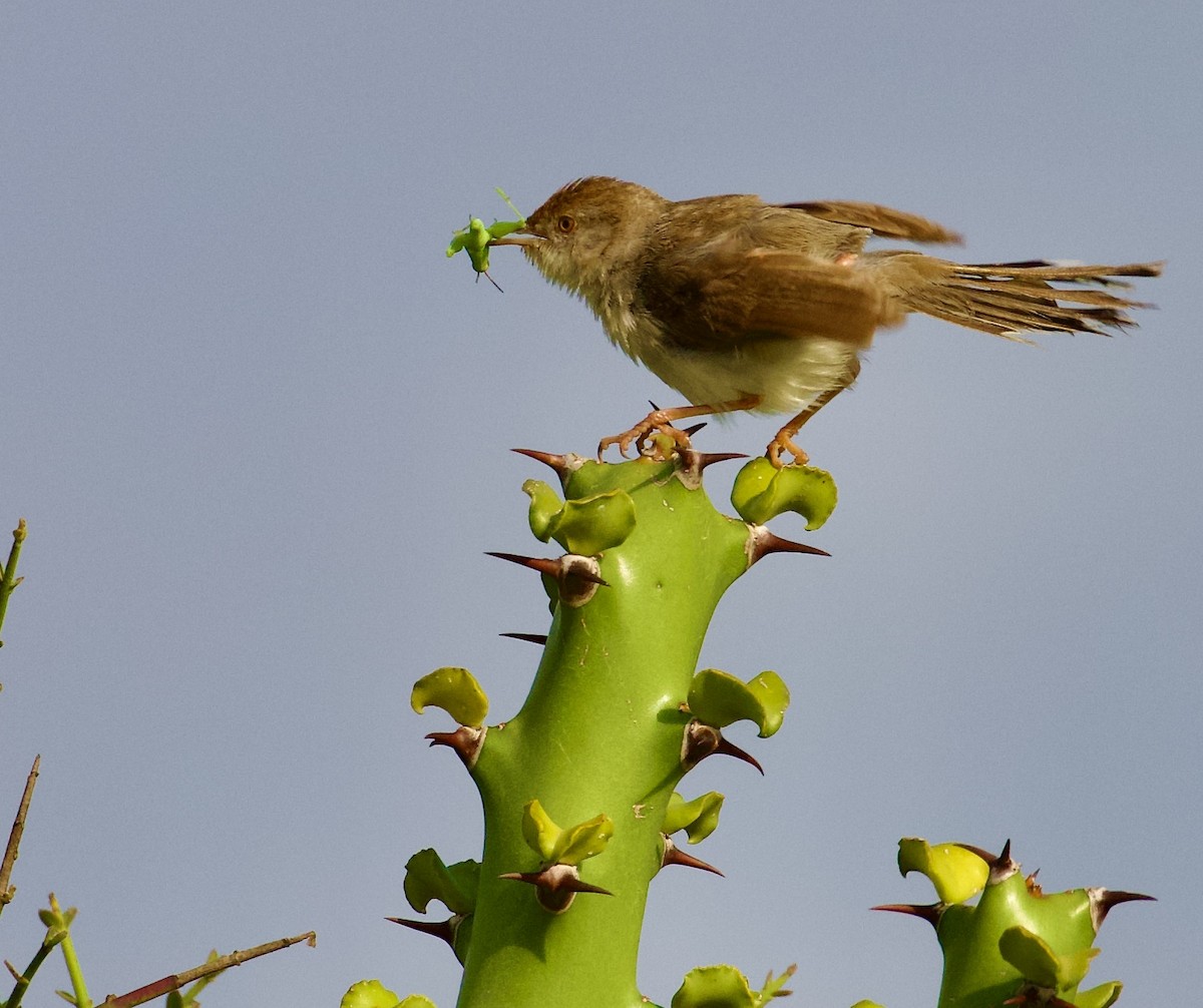 Rufous-fronted Prinia - ML644854506