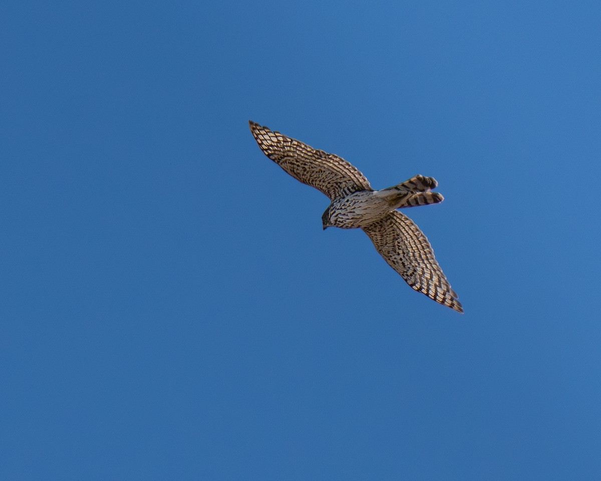 Cooper's Hawk - ML644854509