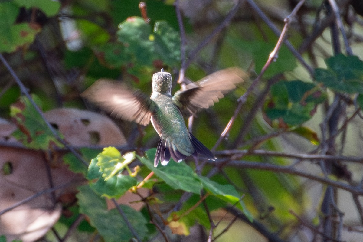 Rufous Hummingbird - ML644854512