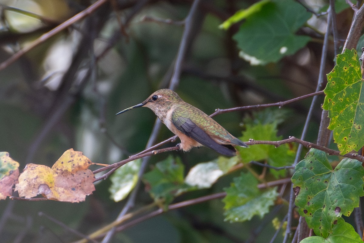 Rufous Hummingbird - ML644854525