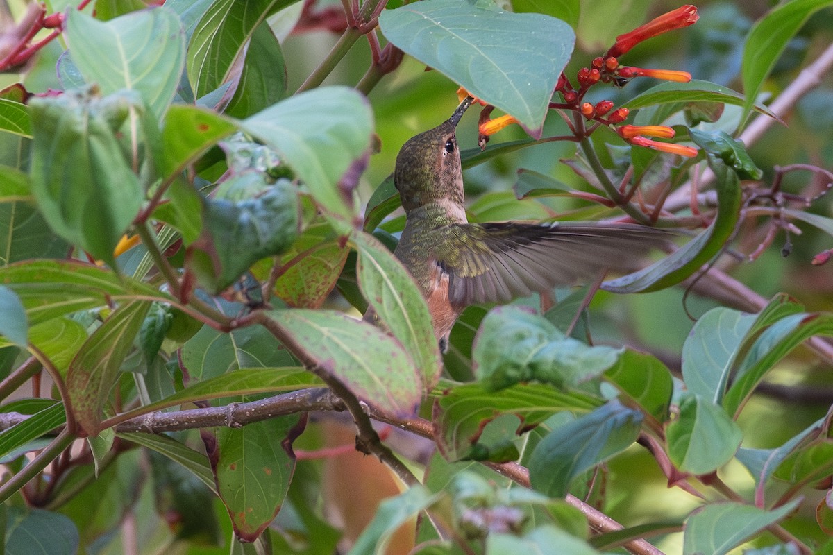 Rufous Hummingbird - ML644854531