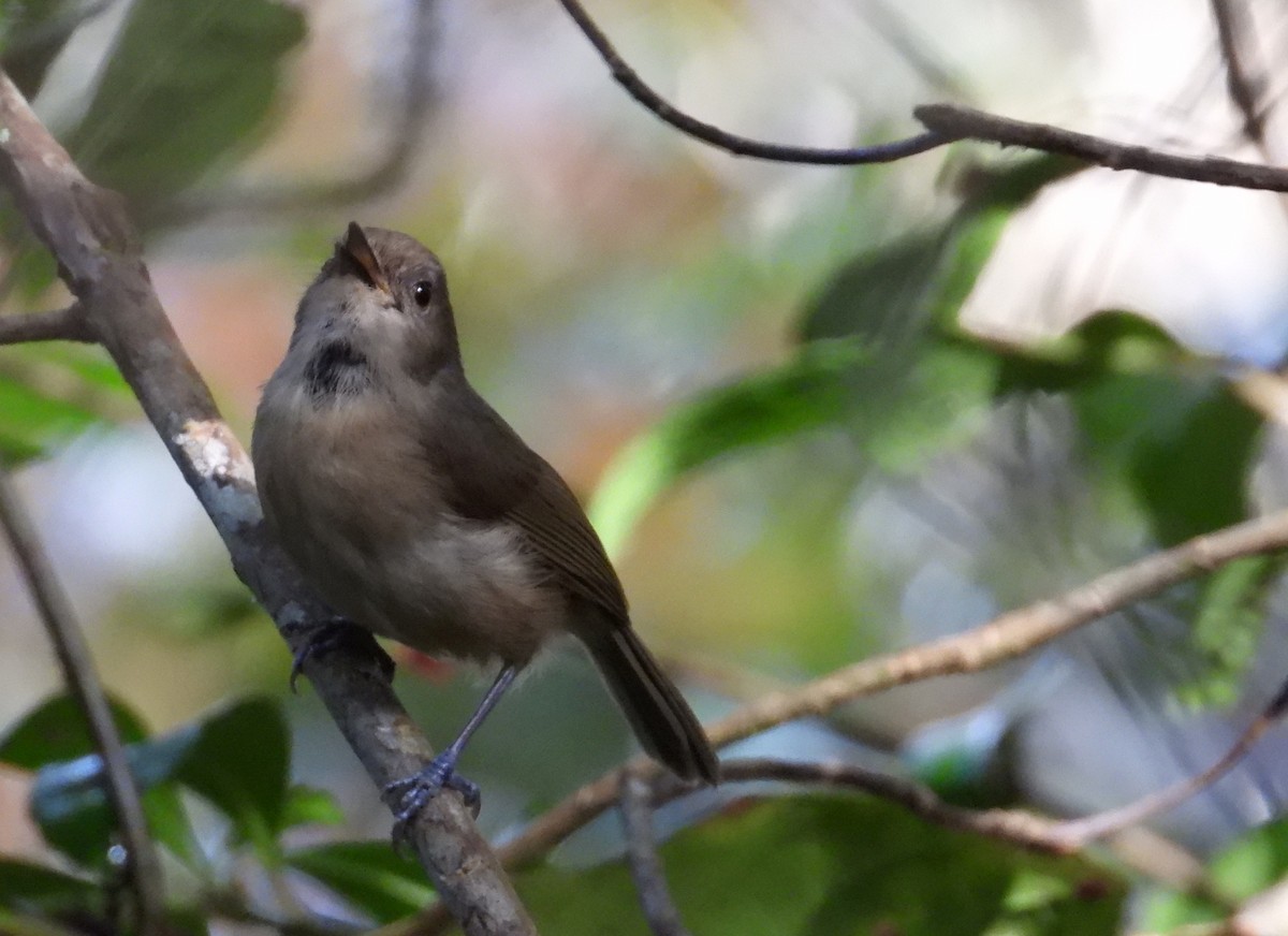 Dark Newtonia - ML644854533