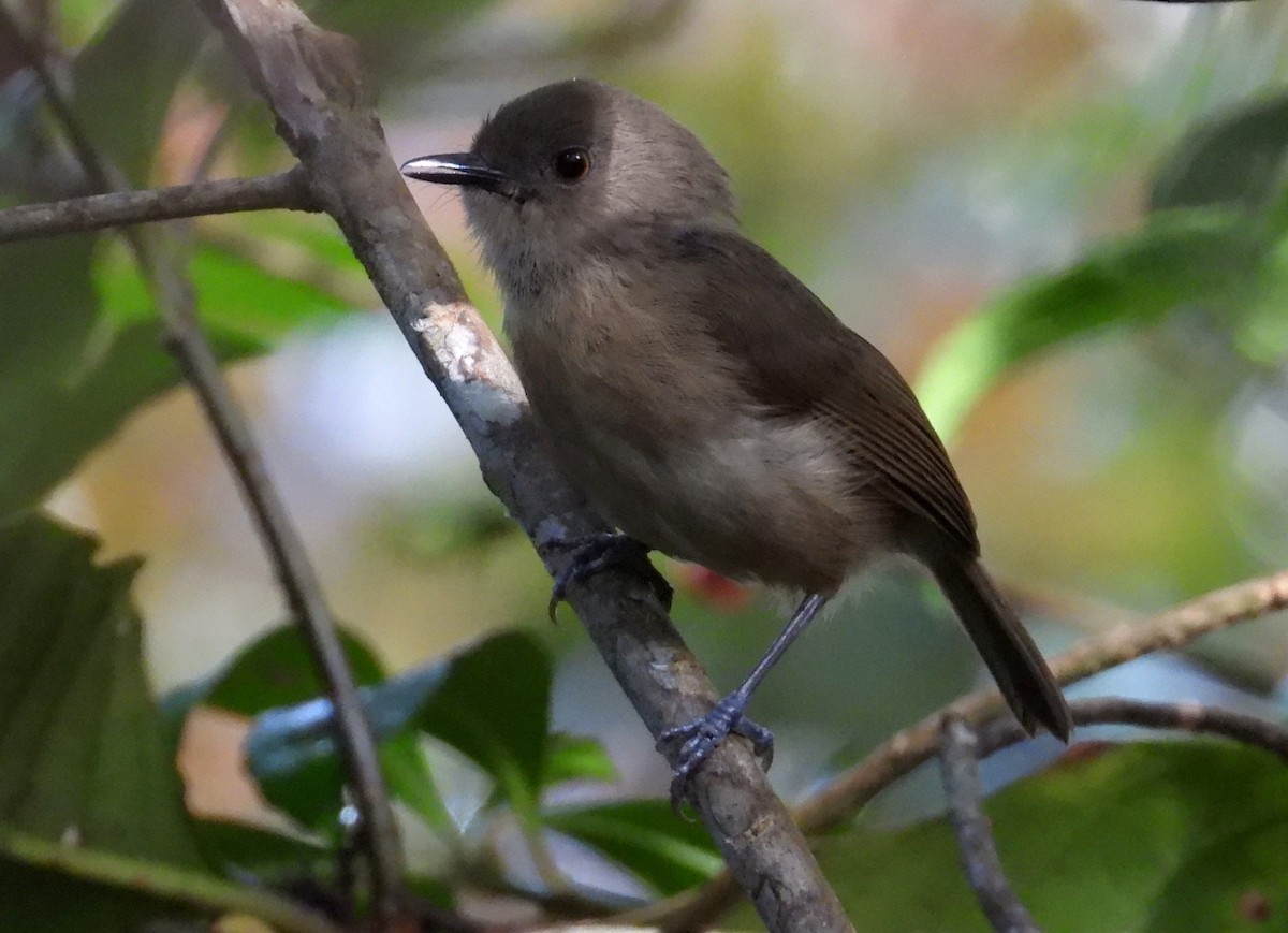 Dark Newtonia - ML644854534