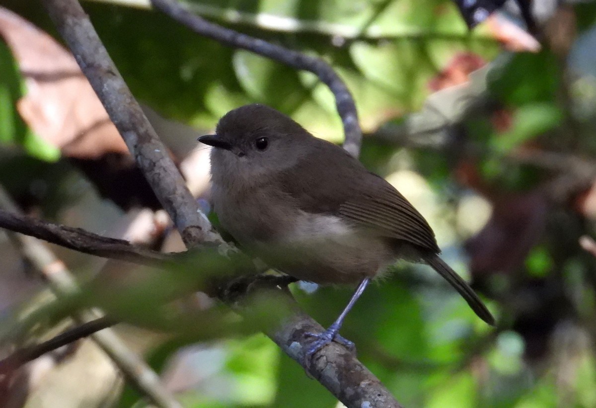 Dark Newtonia - ML644854535