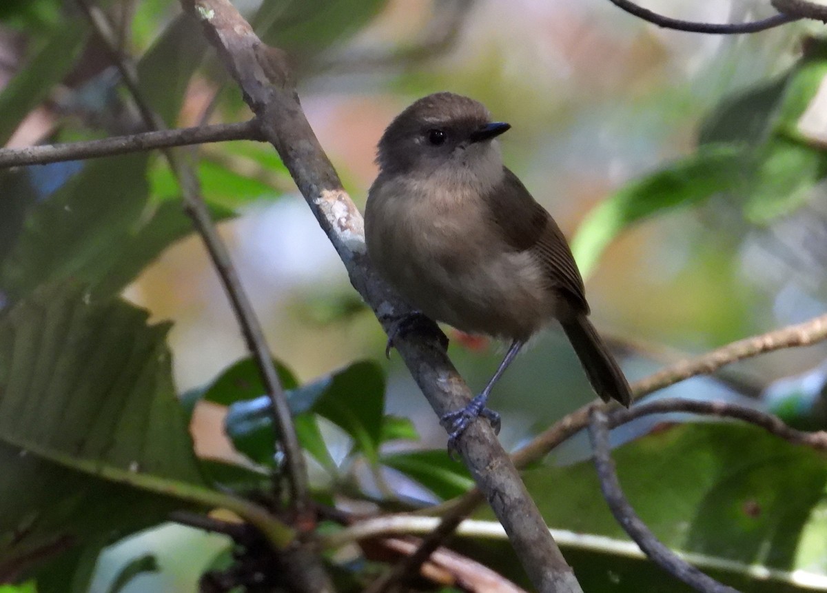 Dark Newtonia - ML644854536