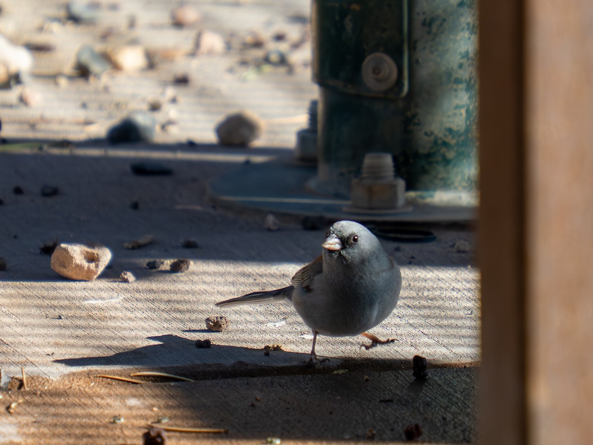 Dark-eyed Junco (Red-backed) - ML644854537