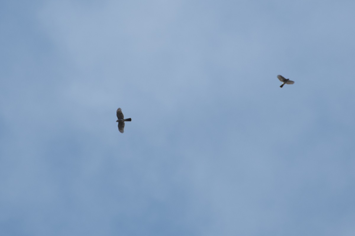 Cooper's Hawk - ML644854542