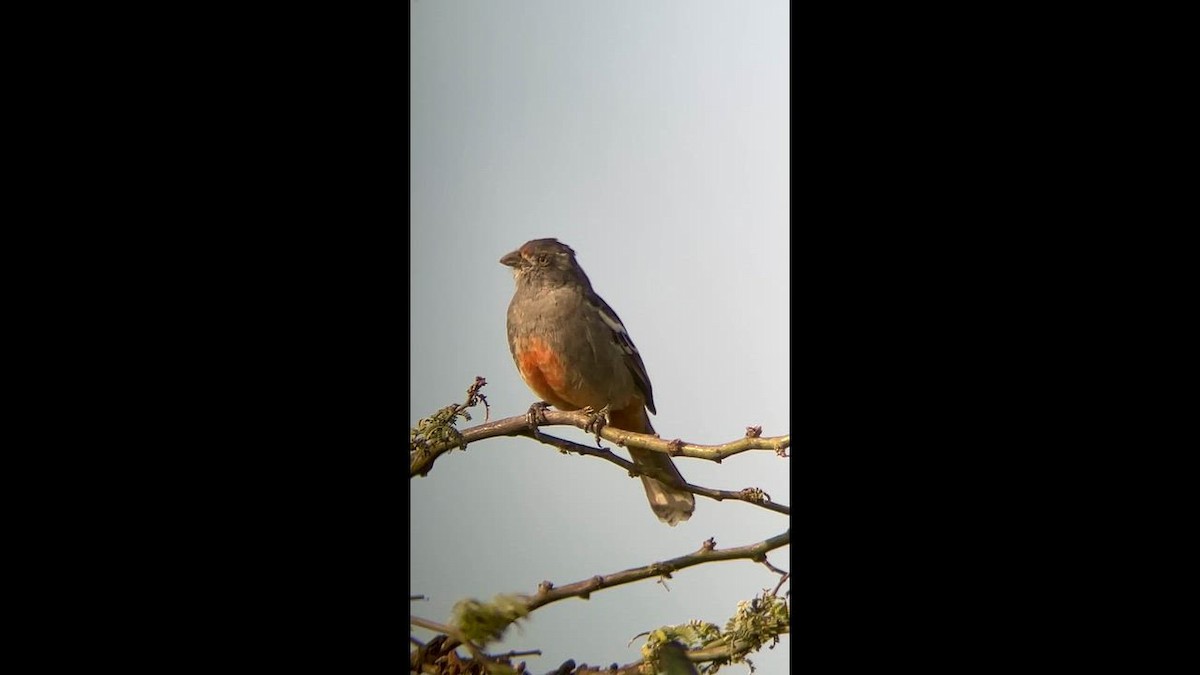eBird Checklist - 8 Nov 2025 - Mocupe - 24 species