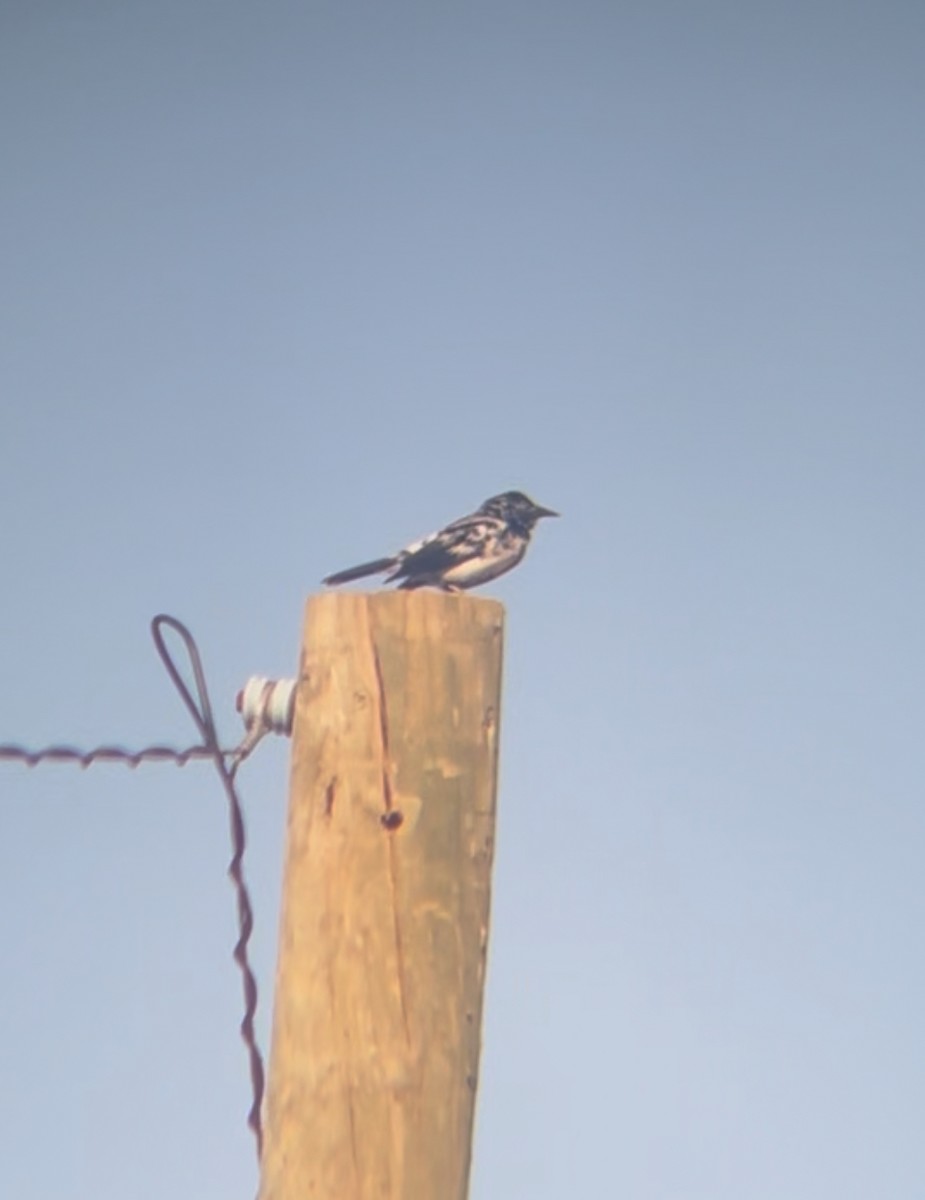 Austral Blackbird - ML644854552