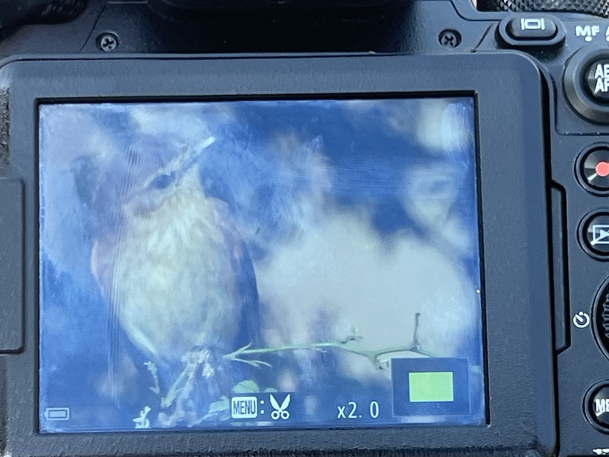 Rufescent Flycatcher - ML644854557