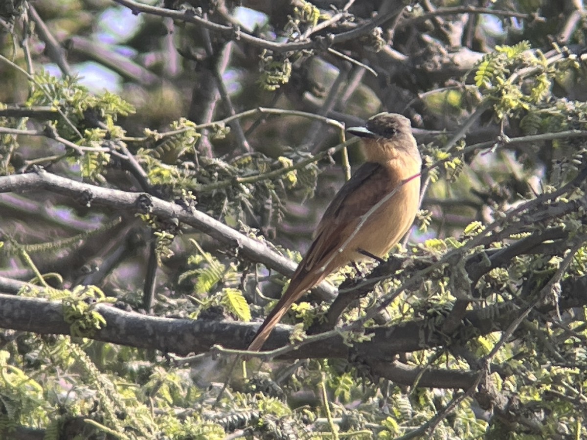 Rufous Flycatcher - ML644854565