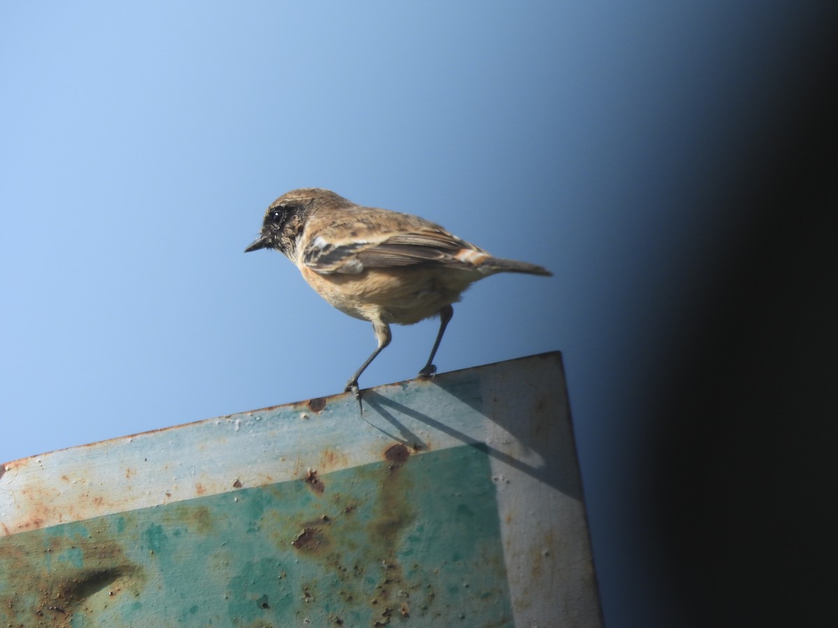 Siberian Stonechat - ML644854566