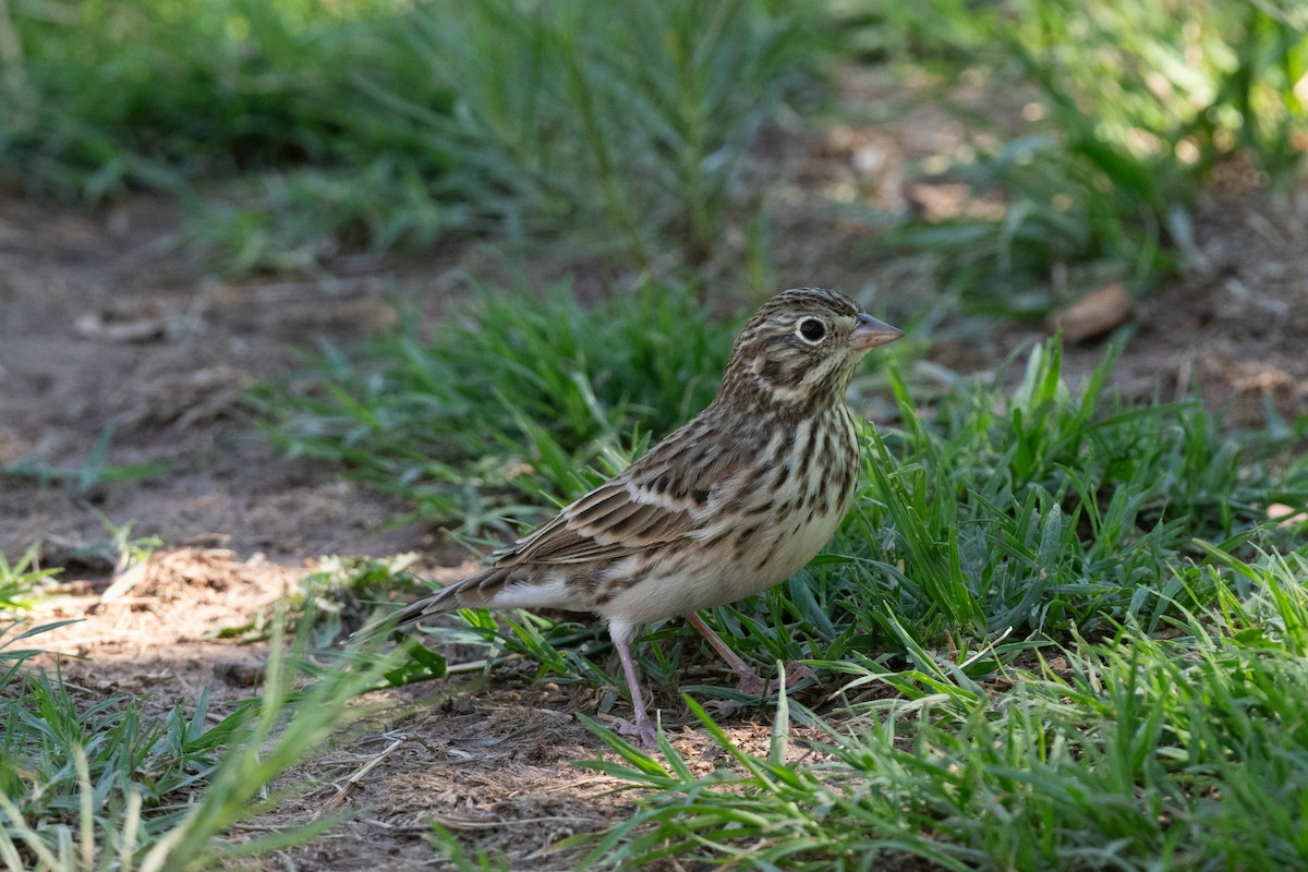 Vesper Sparrow - ML644854567