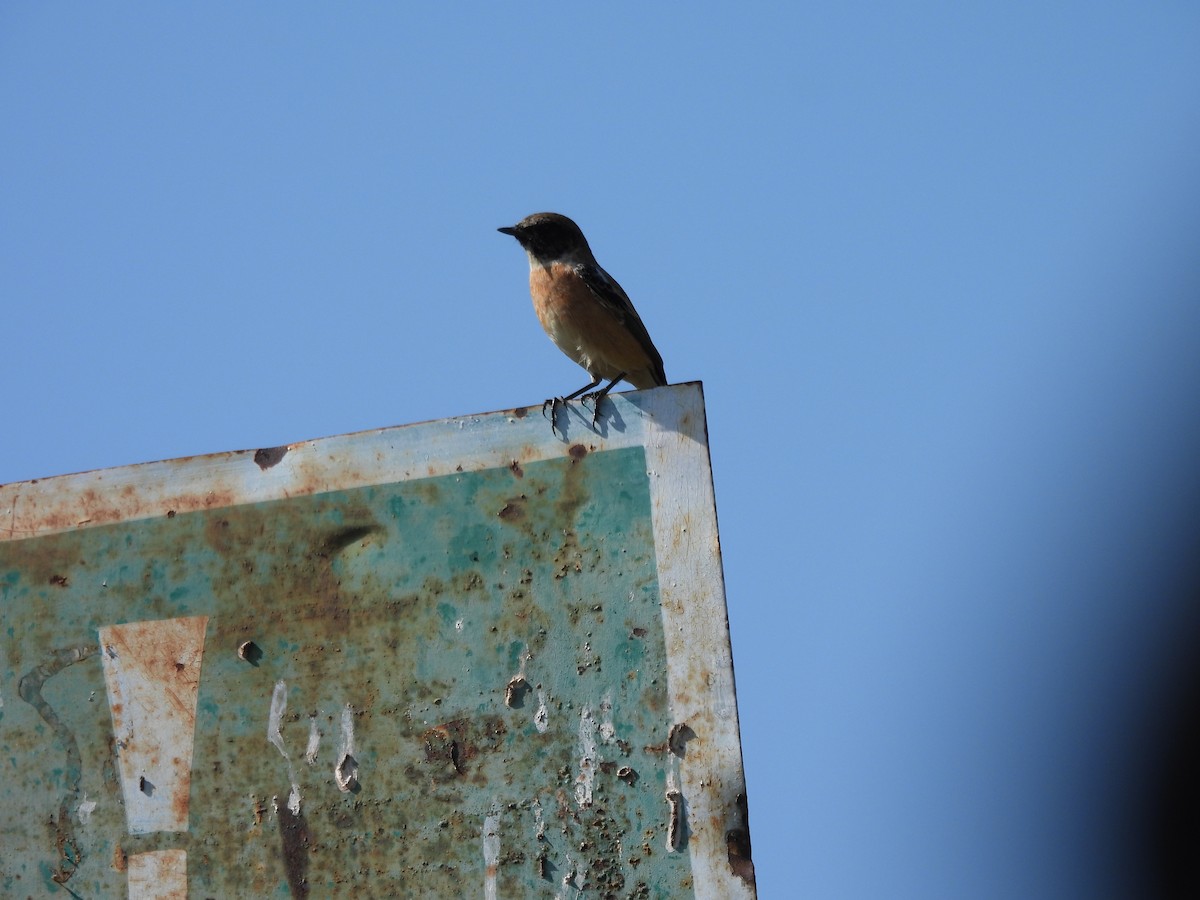 Siberian Stonechat - ML644854576