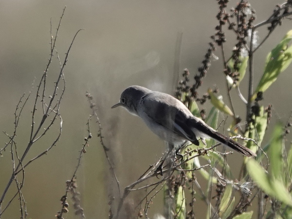 Blue-gray Gnatcatcher - ML644854630