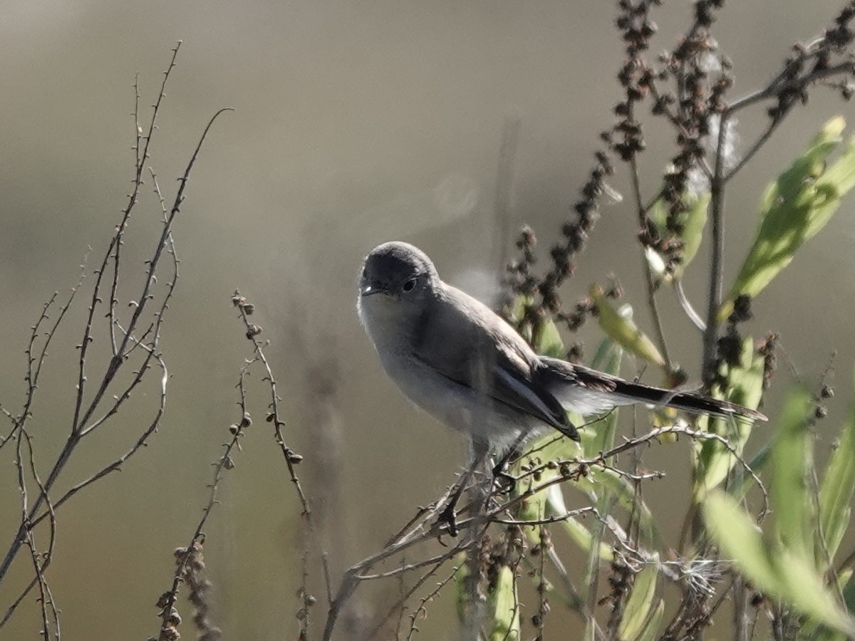 Blue-gray Gnatcatcher - ML644854631