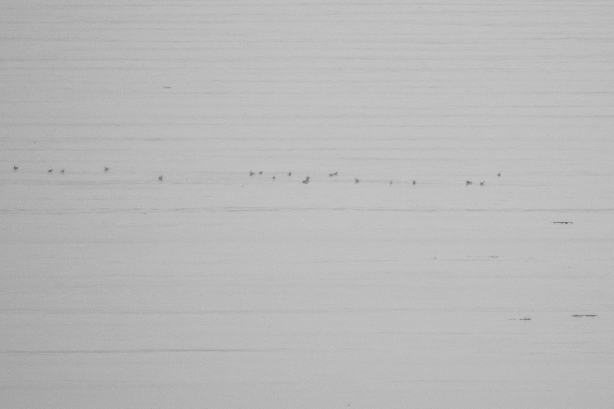 שחיינית צרת-מקור - ML644854642