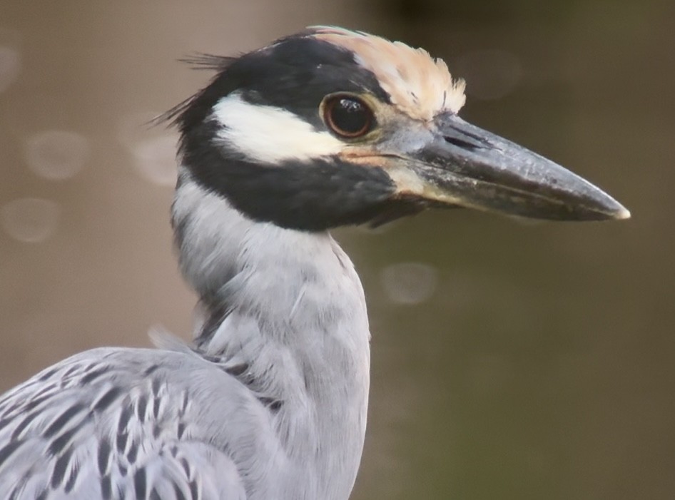 kvakoš žlutočelý - ML644854665