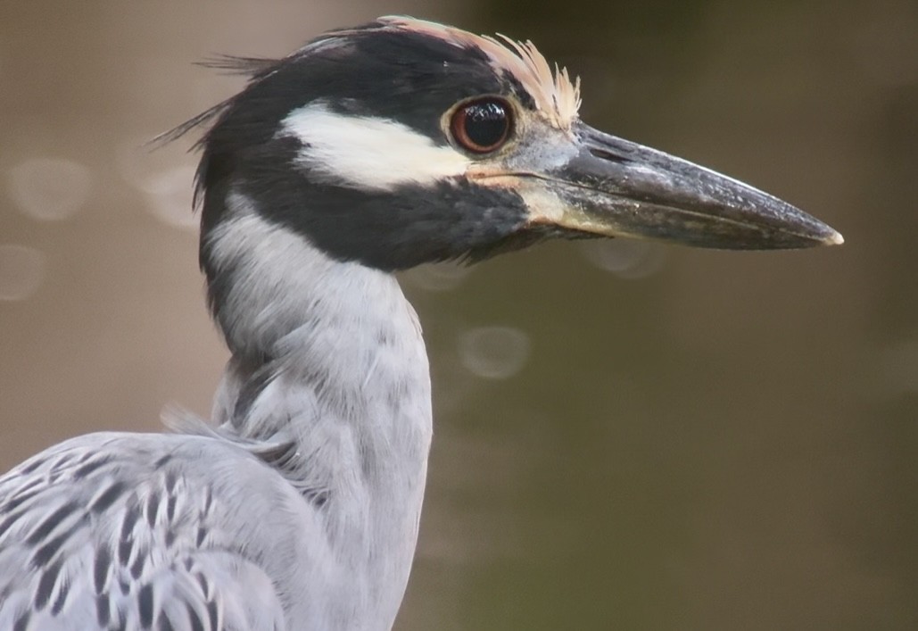 kvakoš žlutočelý - ML644854666