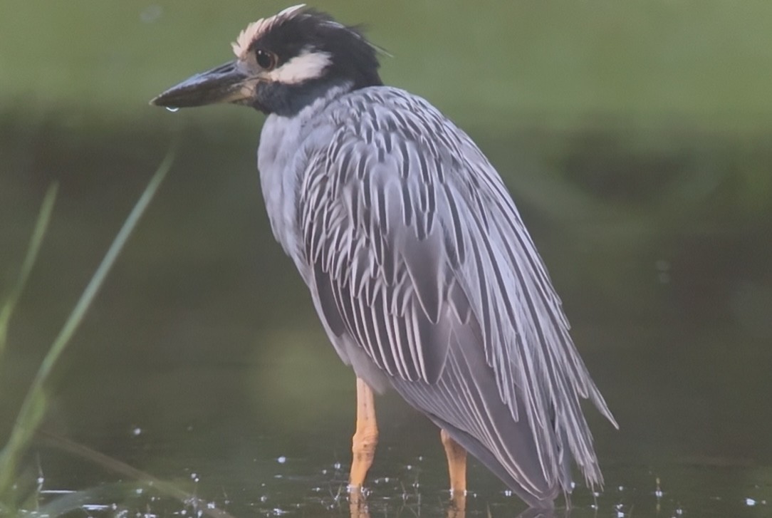 kvakoš žlutočelý - ML644854667