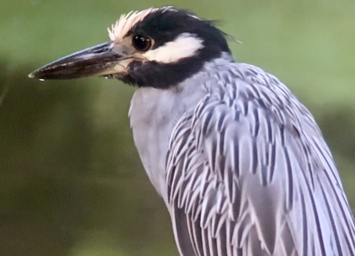 kvakoš žlutočelý - ML644854668