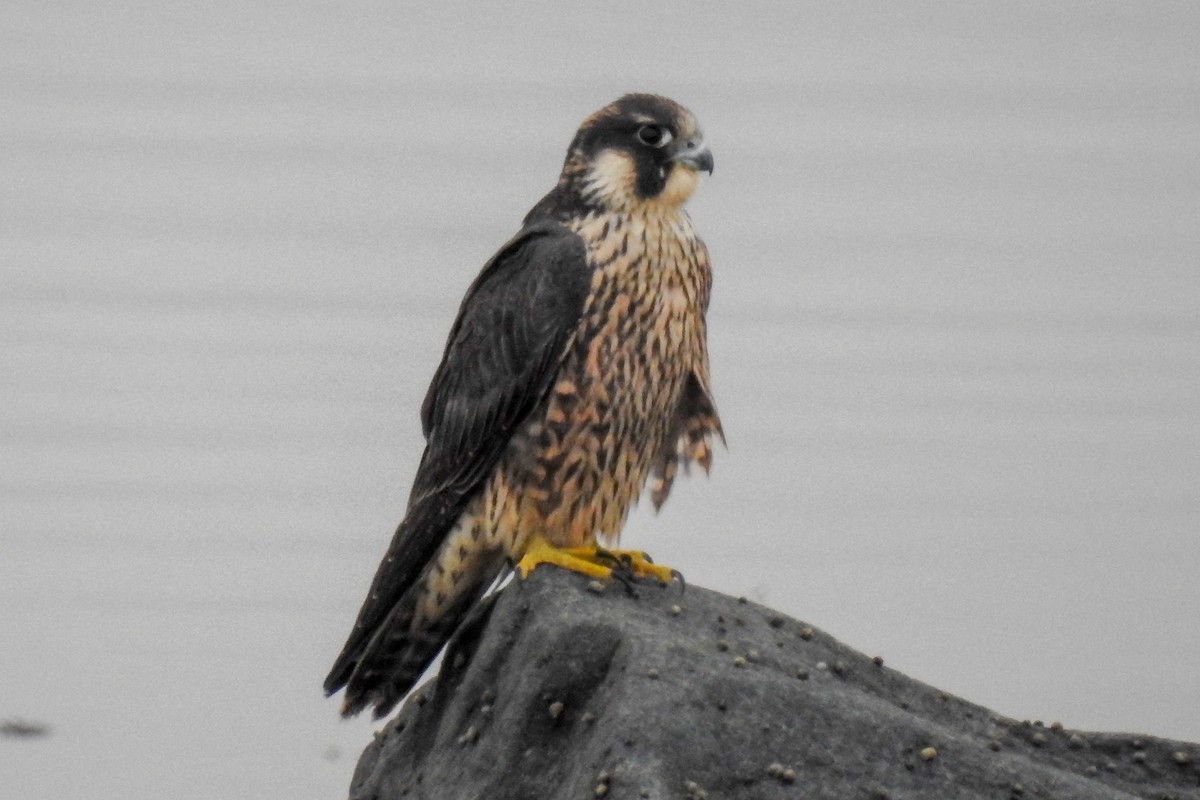 בז נודד - ML644854673