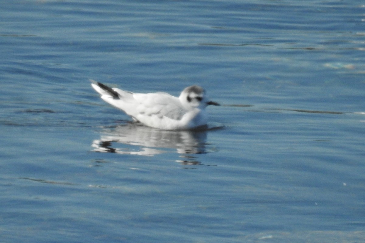 שחף גמדי - ML644854699