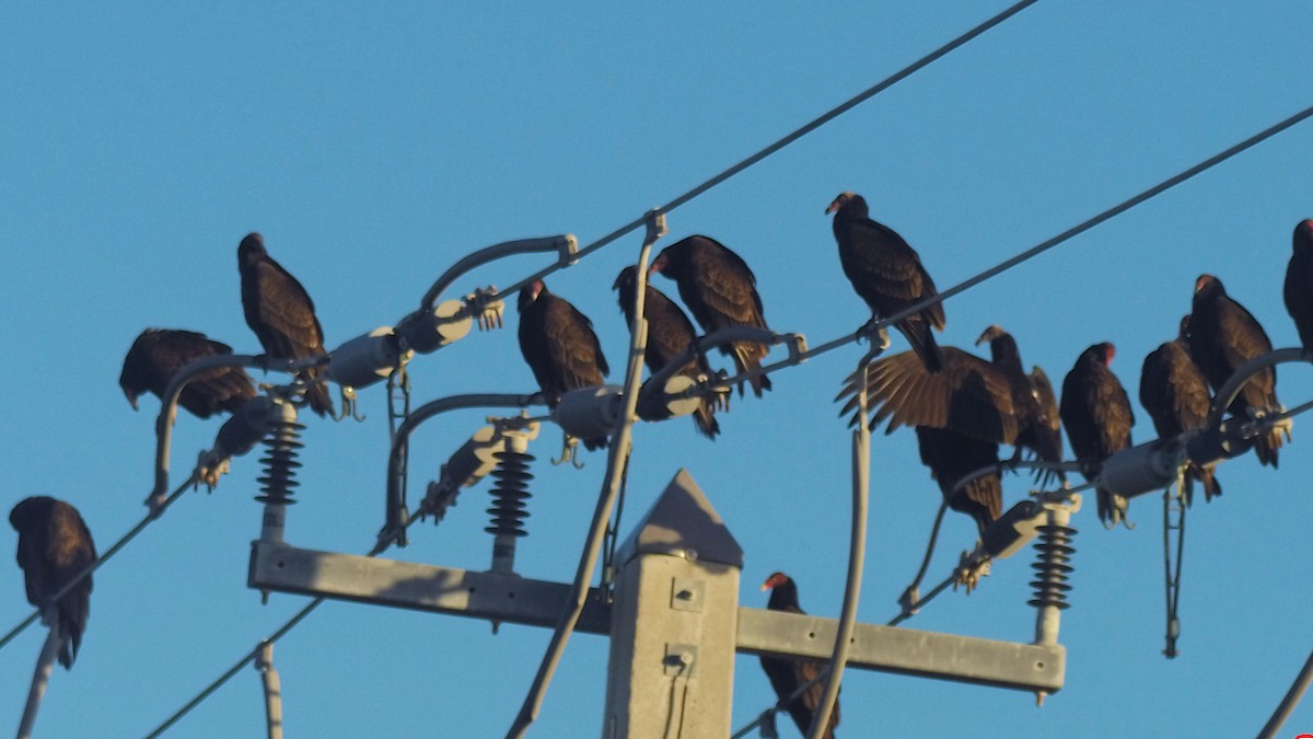 Turkey Vulture - ML644854729